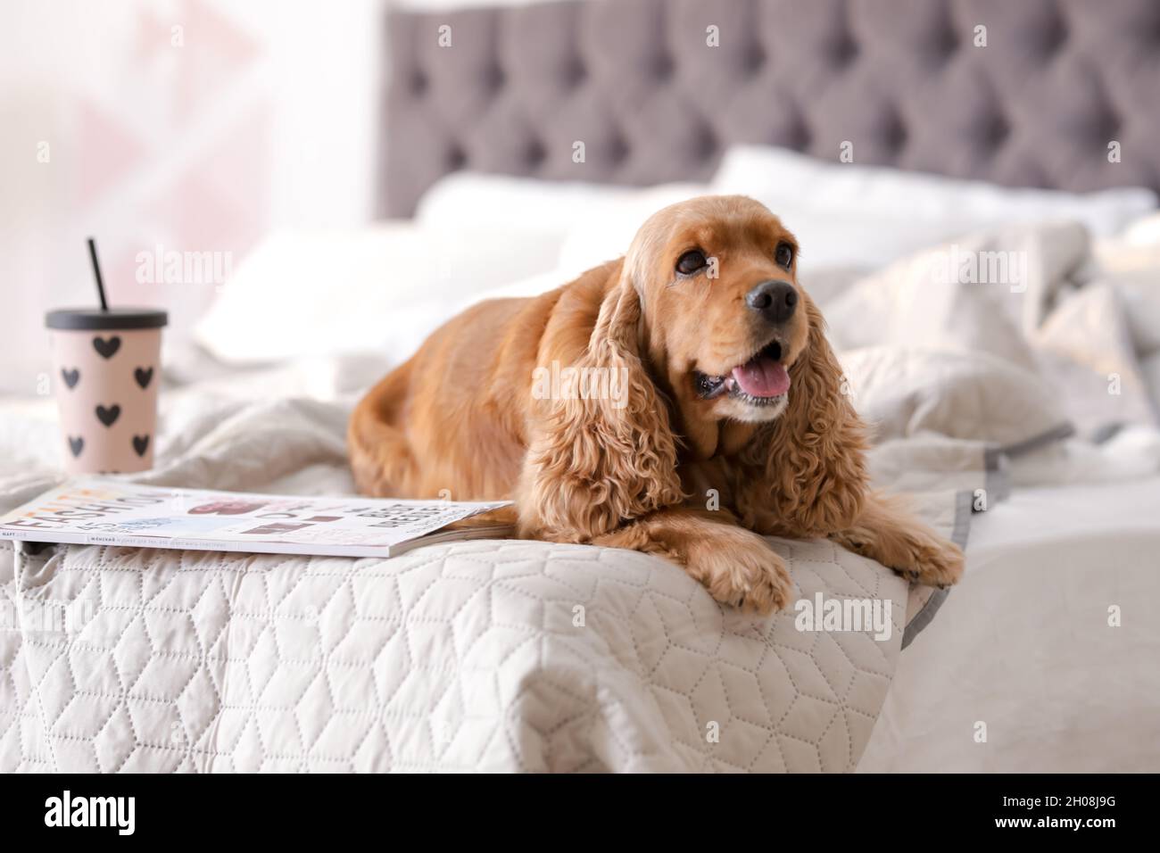 Cute Cocker Spaniel dog on bed at home. Warm and cozy winter Stock Photo Alamy