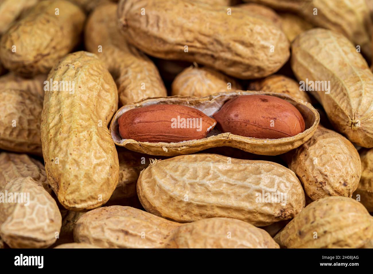 peanuts in shell closeup. peanut farming, nut allergies and healthy