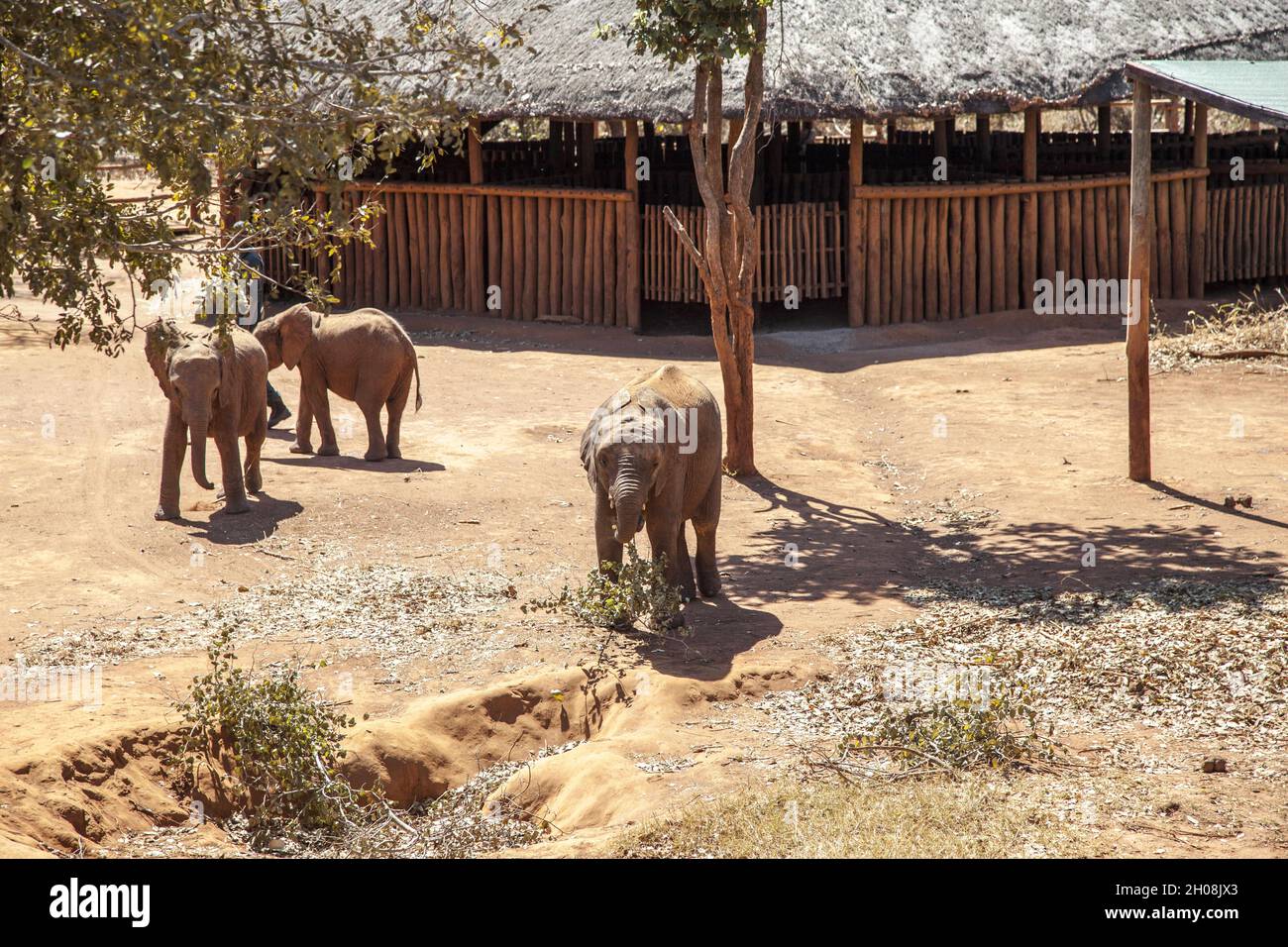 Baby elephant nursery hires stock photography and images Alamy