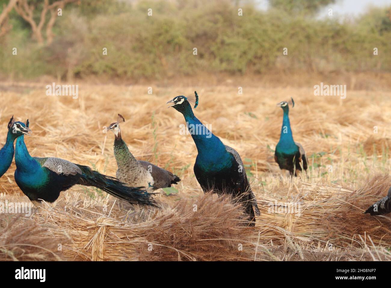 Beautiful lovely blue peafowls and a peahen on yellow dry grass in nature Stock Photo