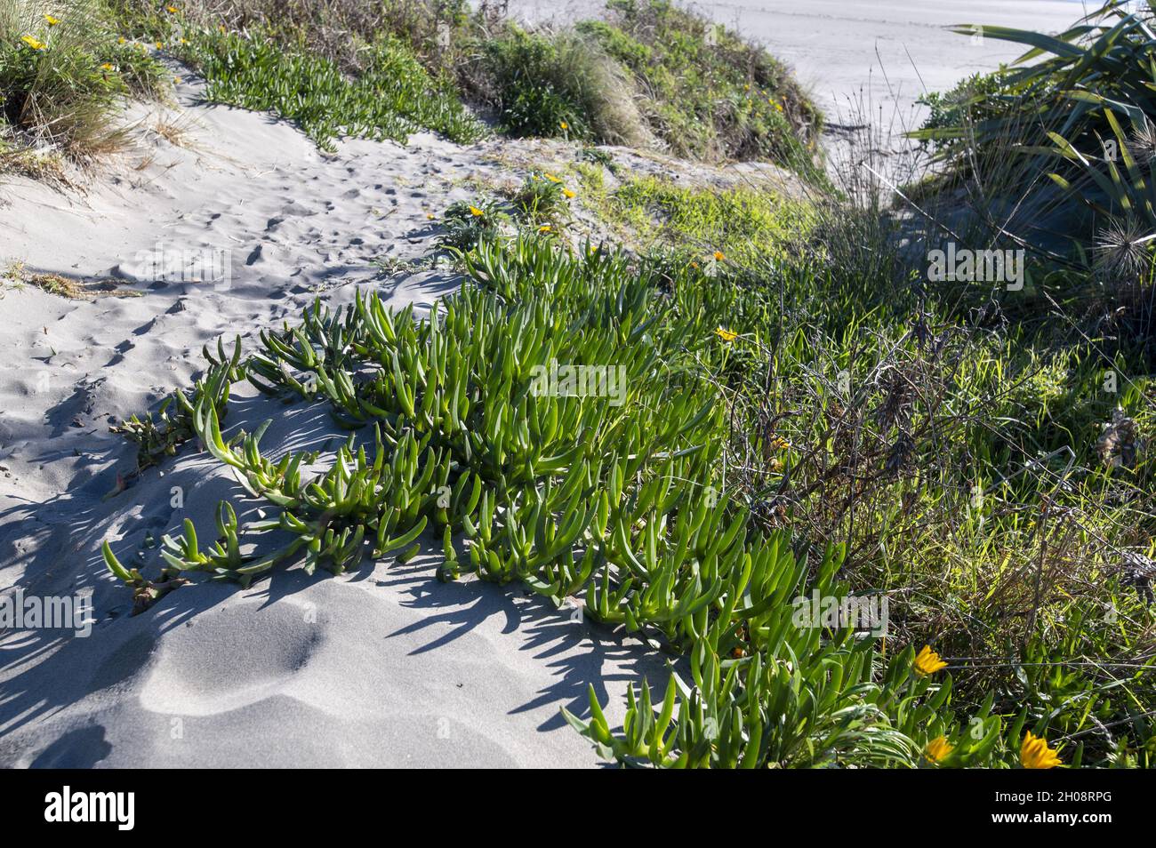 Tropical plants growing on Waikanae Beach, New Zealand Stock Photo Alamy
