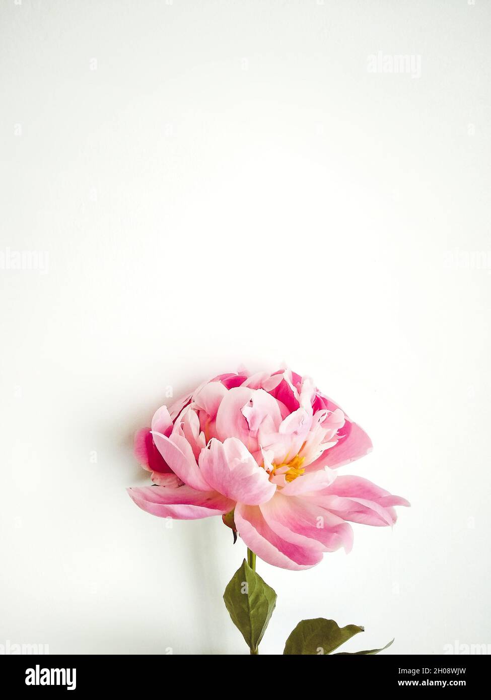 Pink peony isolated on a white background Stock Photo - Alamy