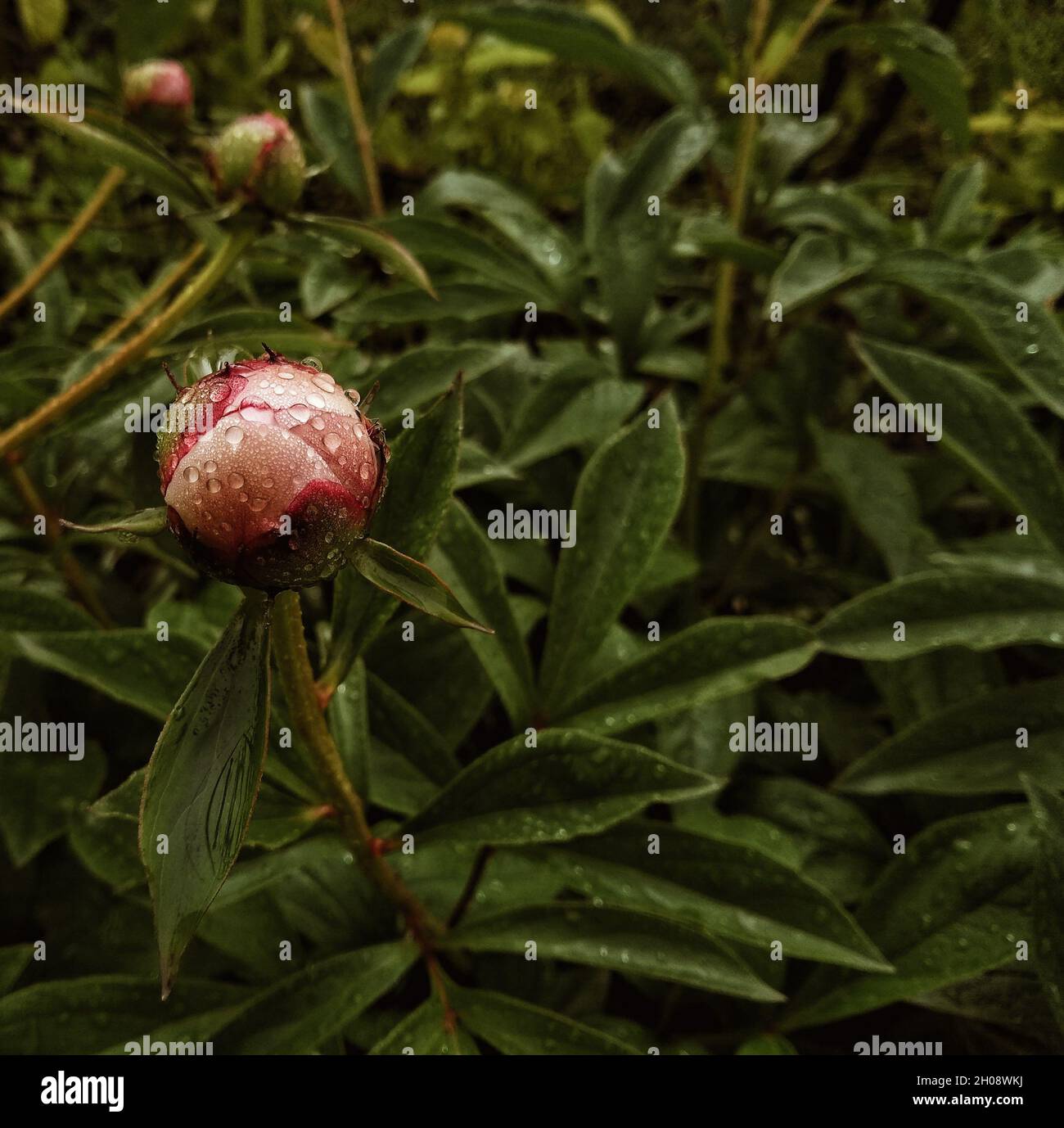 Pink peony bud in the garden Stock Photo - Alamy