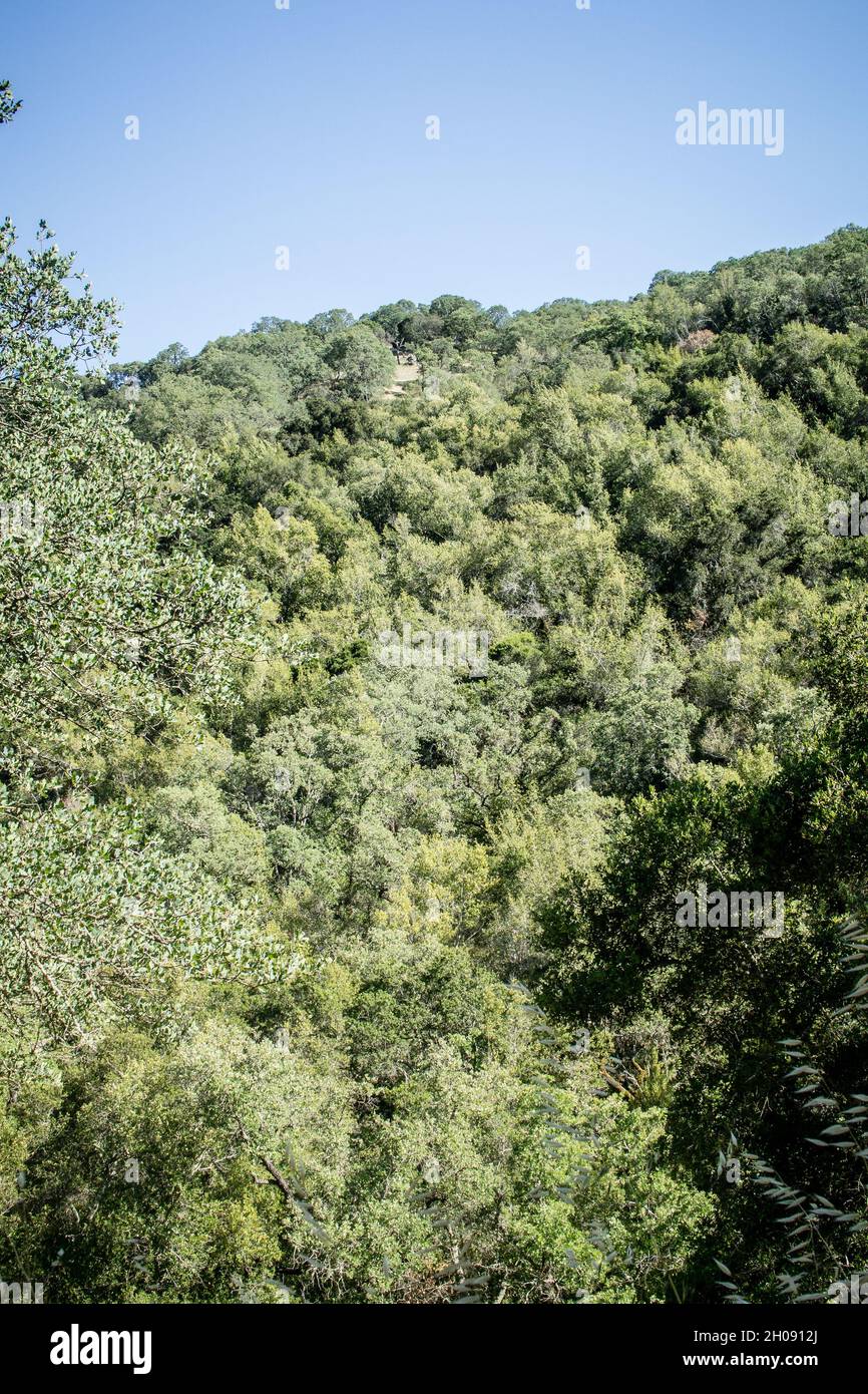 View of densely forested hill side at at Rancho Canada del Oro Open Space Preserve, California on sunny spring day Stock Photo