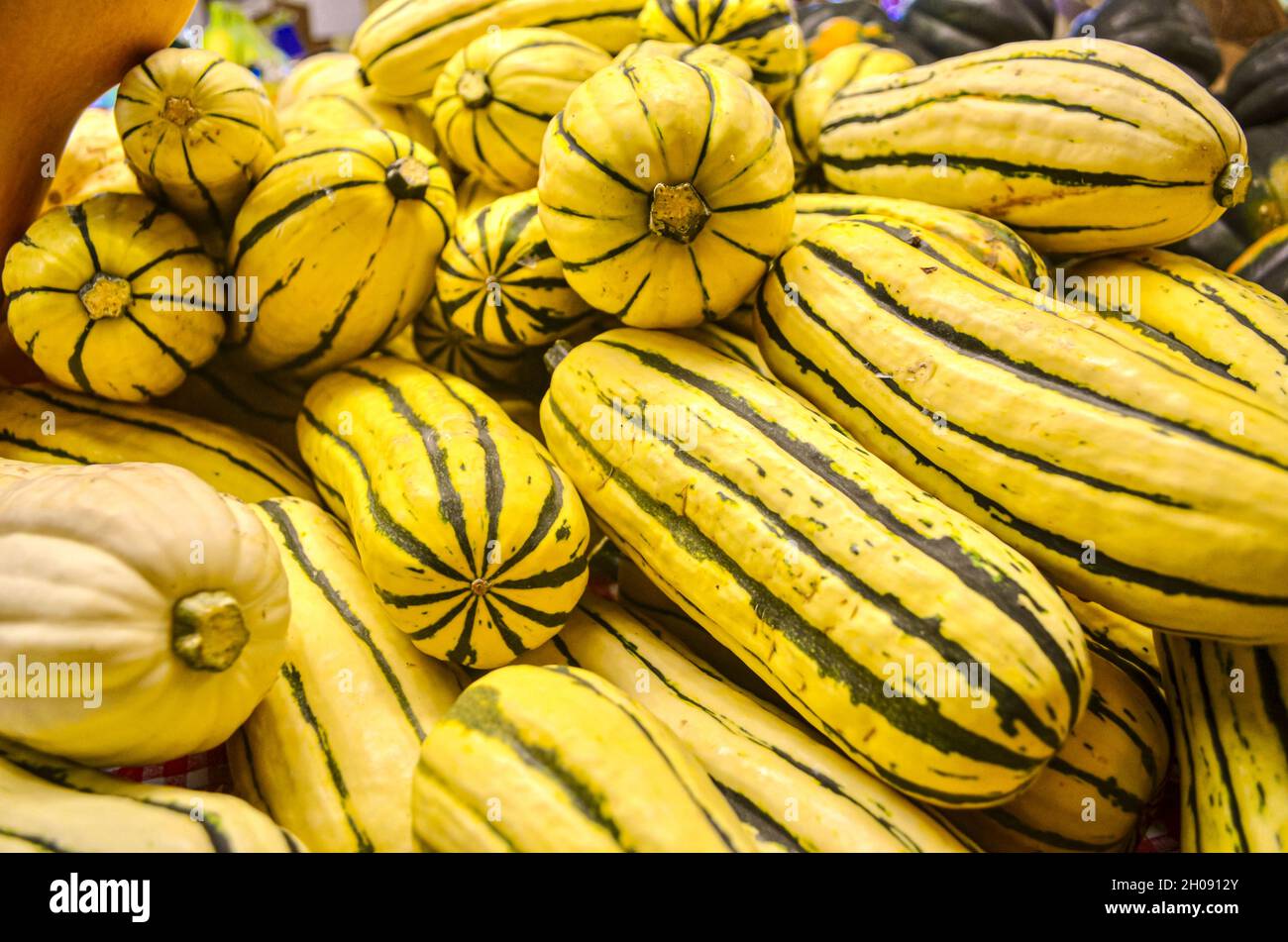 A display of Delicate squash at a local farm stand.  This squash is a cultivar of Cucurbita pepo. Is also known as peanut squash and Bohemia squash. Stock Photo