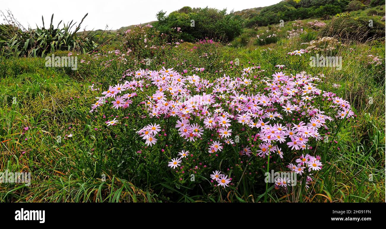 Pink ragwort (Senecio glastifolius) a South African daisy, is a summer weed on Wellington's hills (NZ). Bushes spring up on hills as the weather warms. Stock Photo