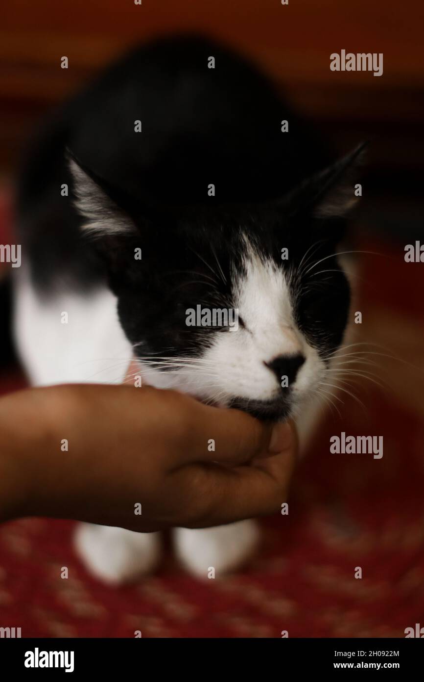 Young black and white cat being touched on the head by its owner Stock
