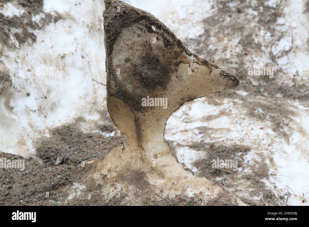 Ice and sand statue in form of animal head Stock Photo