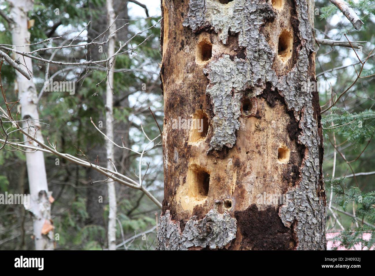 Woodpecker holes in old dead trees Stock Photo