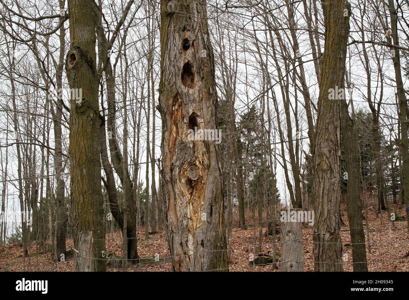 Woodpecker holes in old dead trees Stock Photo