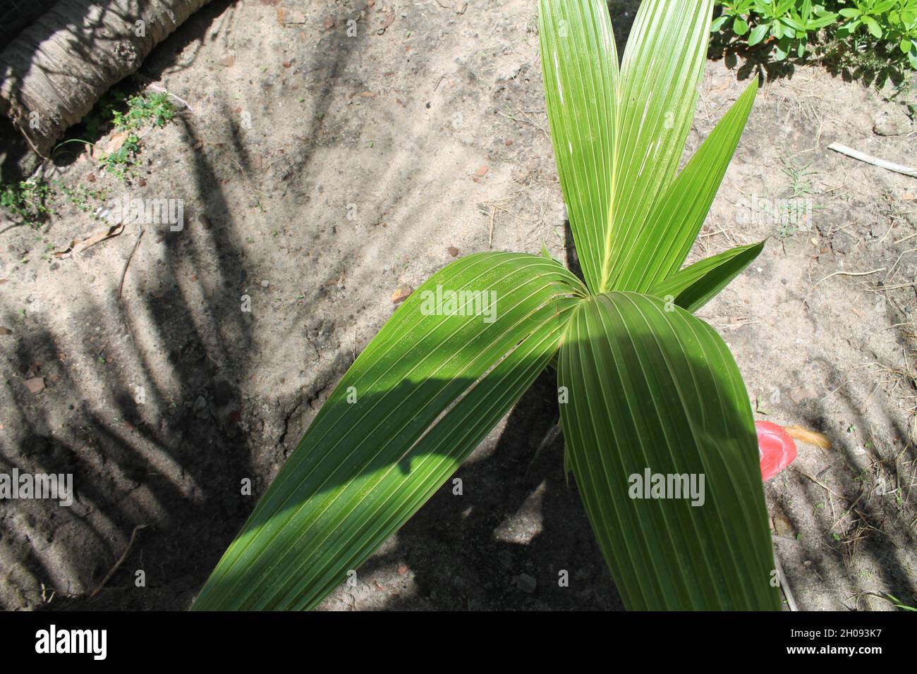 baby coconut tree Stock Photo
