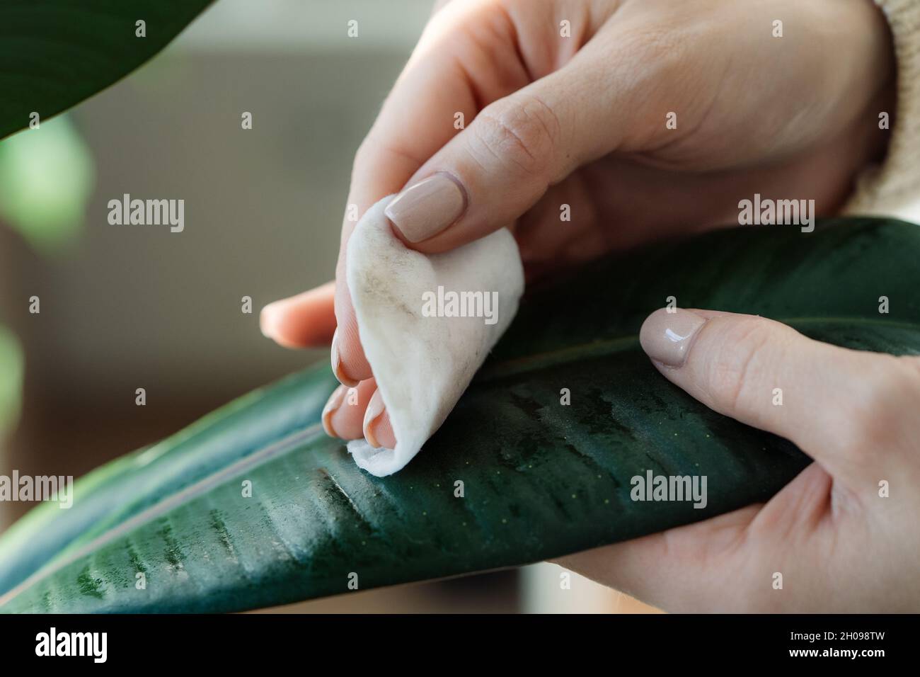 Female gardener caring for ficus houseplant cleaning leaf from dust