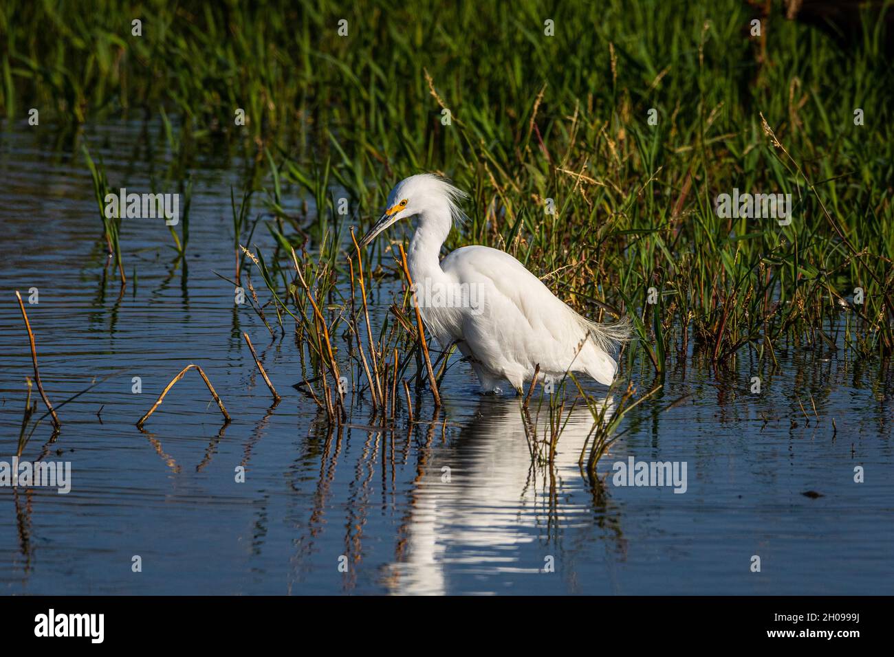 Merced national wildlife refuge hi-res stock photography and images - Alamy