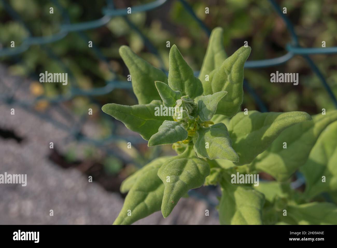 New Zealand spinach leaves close up view with sunlight outdoors Stock Photo