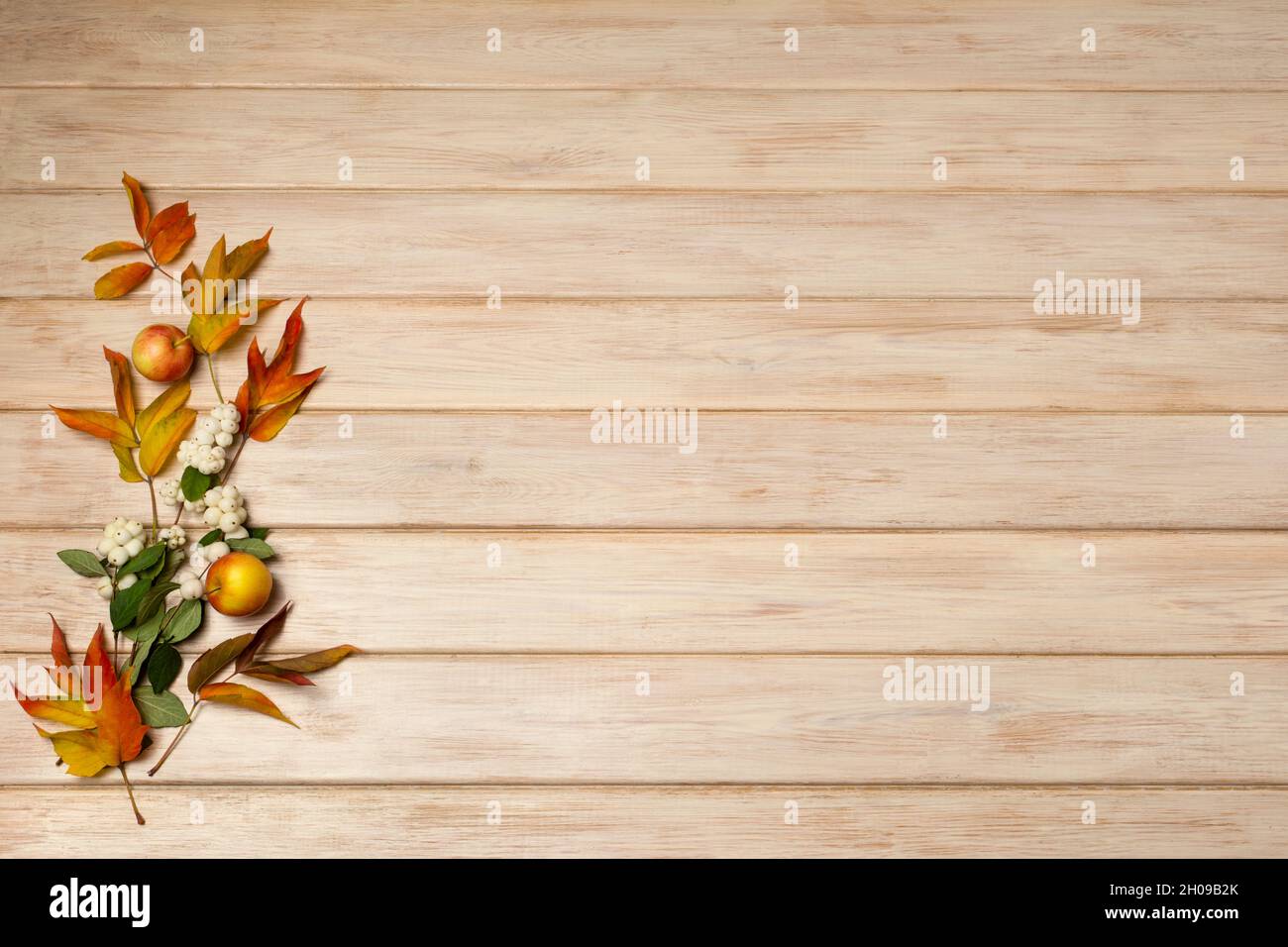 Thanksgiving snowberry, red and green fall leaves on the white painted wooden background, copy space Stock Photo