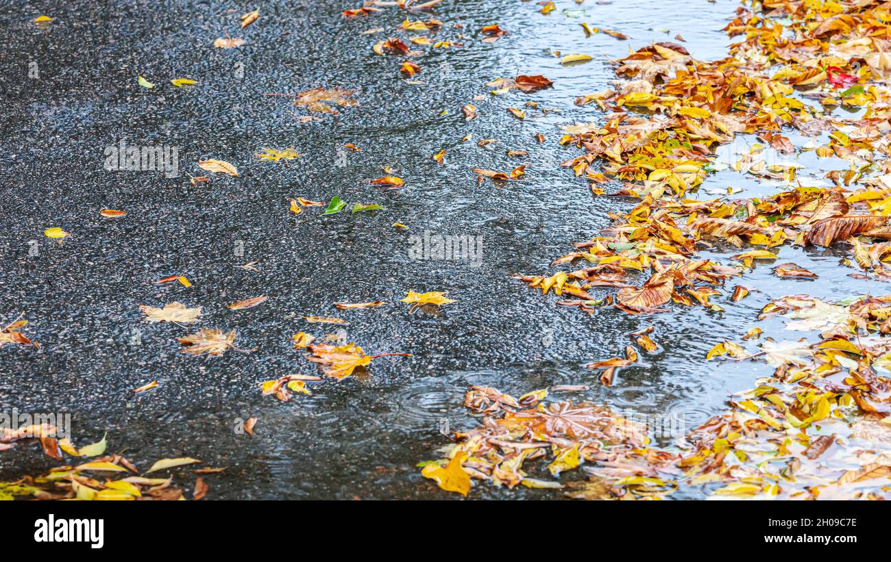 autumn background with fallen yellow leaves on black wet asphalt ...