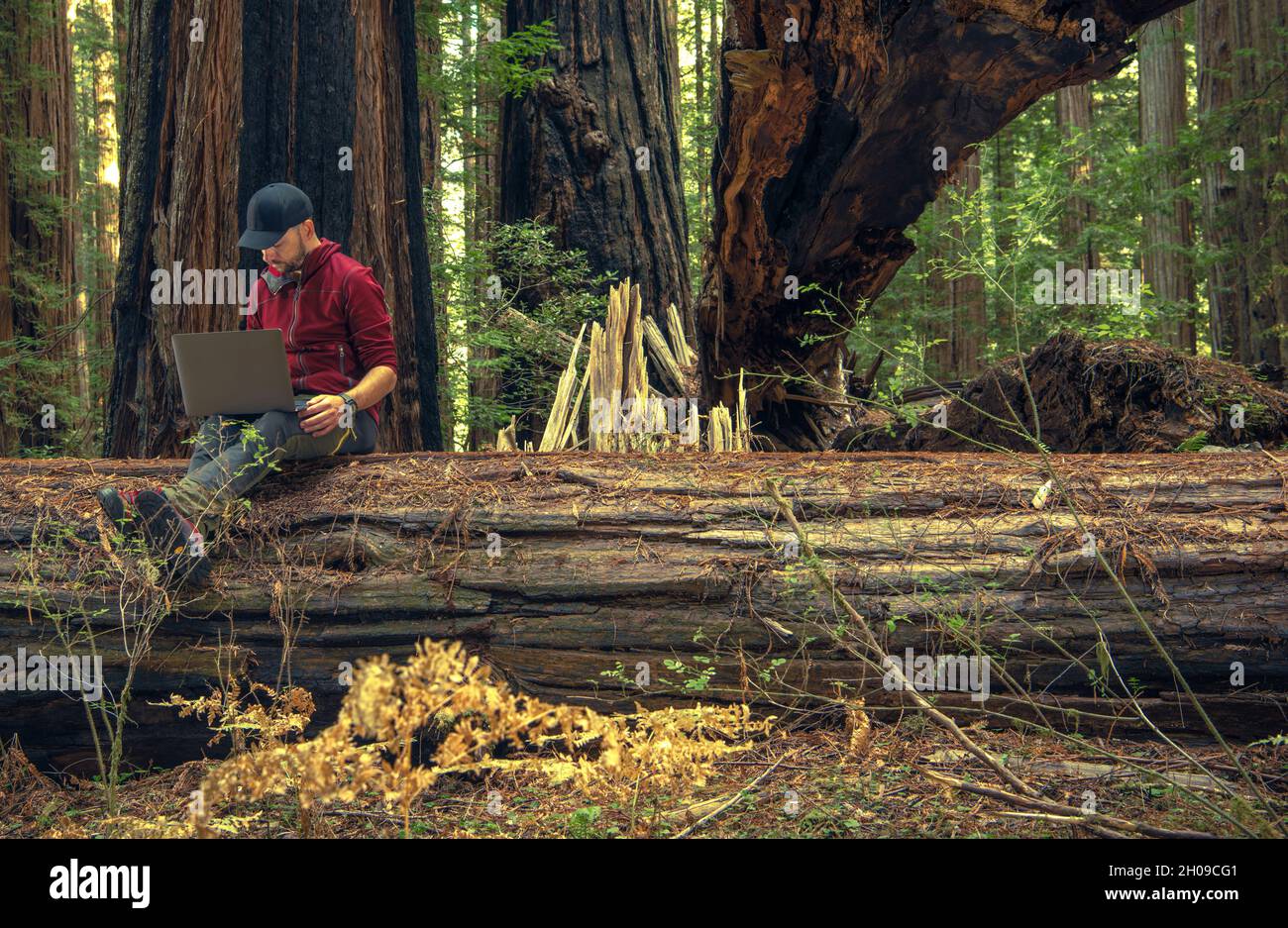 Men Remotely Working From Redwood Forest. Seating on a Fallen Tree with Laptop Connected to the Internet. Remote Job Theme. Stock Photo