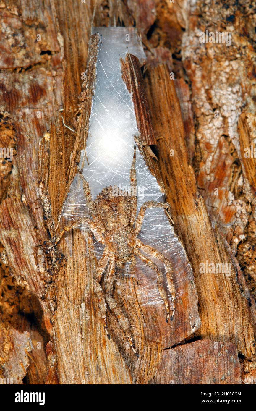 Native australian spiders hi-res stock photography and images - Alamy