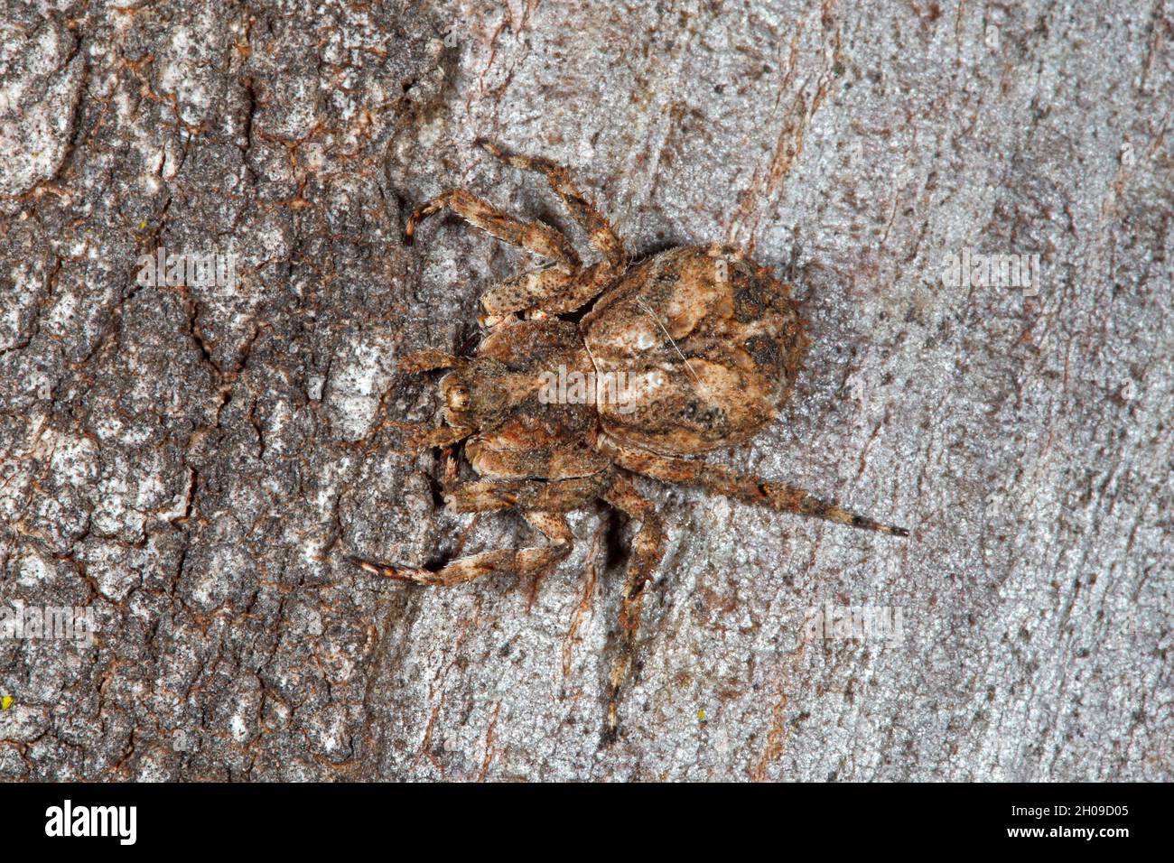 Knobbly Crab Spider, Stephanopis altifrons. Coffs Harbour, NSW
