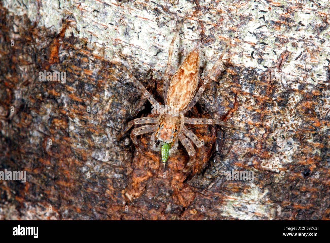 Australian bronze jumping spider hires stock photography and images