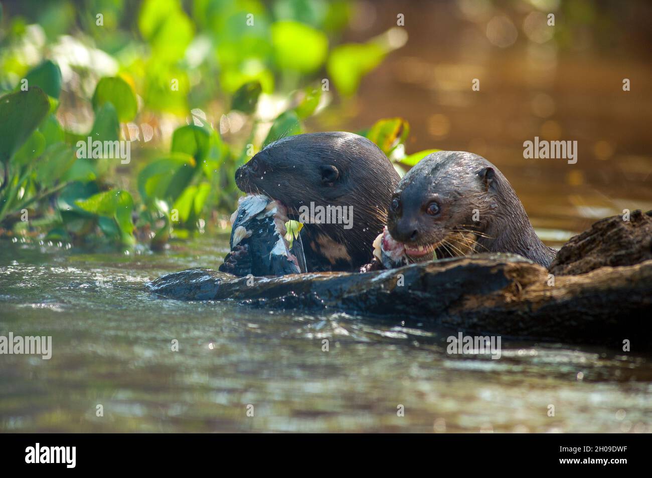 Giant otter eating a pintado fish on the Piquiri river, Pantanal, Mato Grosso, Brazil Stock Photo
