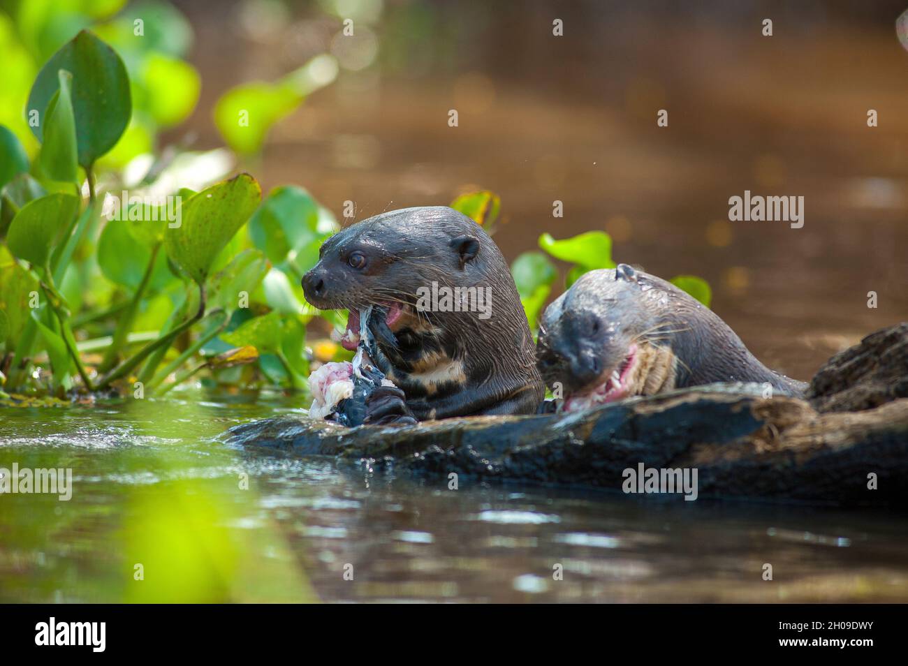 Giant otter eating a pintado fish on the Piquiri river, Pantanal, Mato Grosso, Brazil Stock Photo