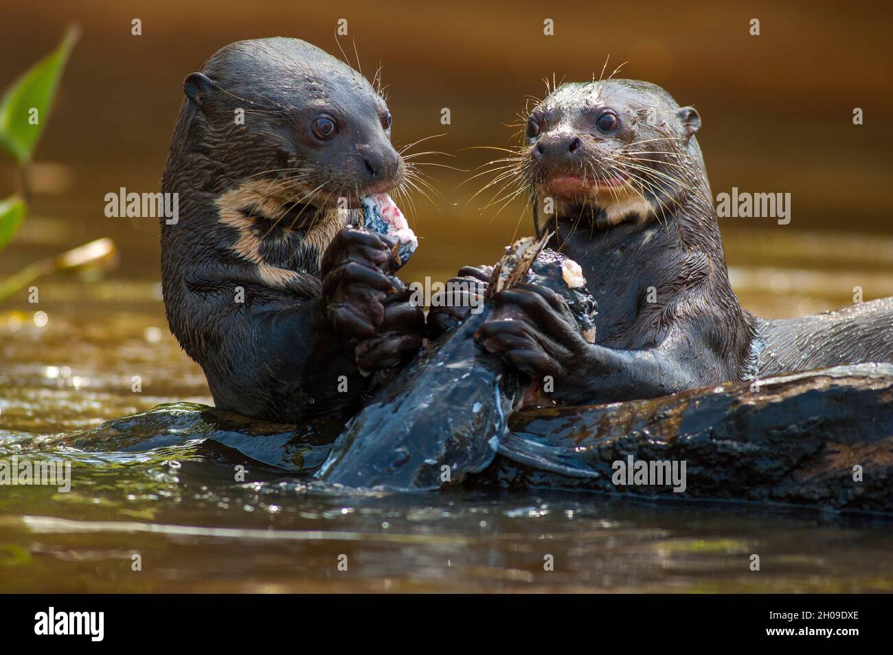 Giant otter eating a pintado fish on the Piquiri river, Pantanal, Mato Grosso, Brazil Stock Photo