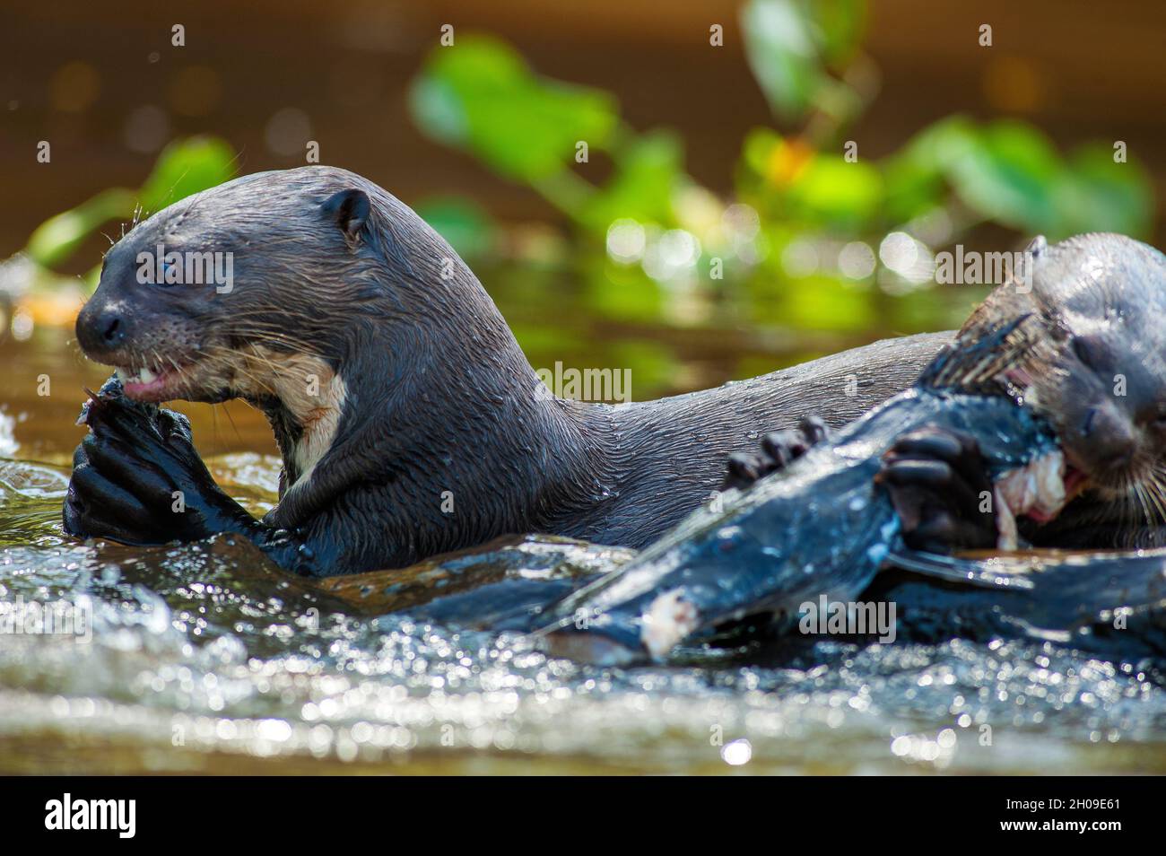 Giant otter eating a pintado fish on the Piquiri river, Pantanal, Mato Grosso do Sul, Brazil Stock Photo