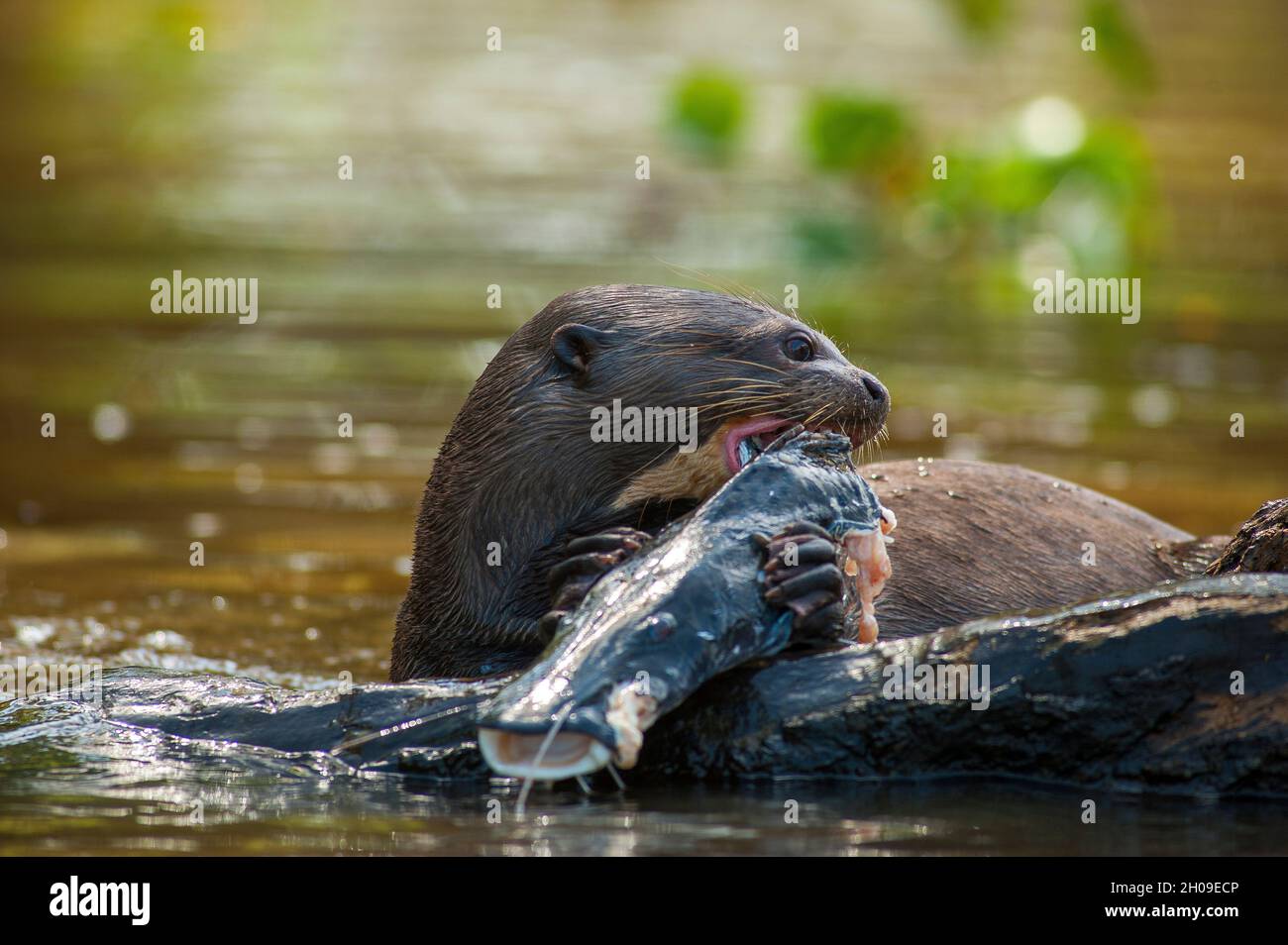 Giant otter eating a pintado fish on the Piquiri river, Pantanal, Mato Grosso do Sul, Brazil Stock Photo