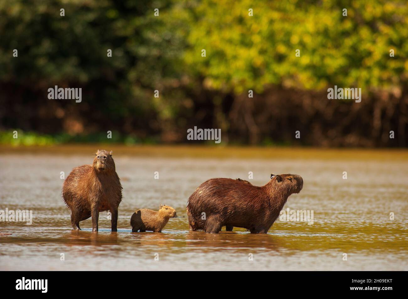 Capybaras, the biggest rodent in the world, on the Tres Irmãos River, Pantanal, Mato Grosso, Brazil Stock Photo