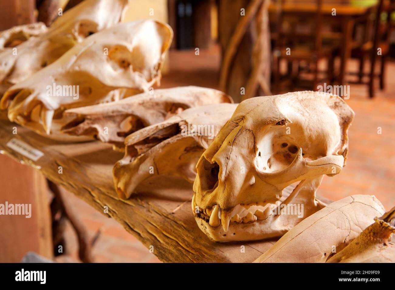 Skull of many especies of mammals from the brazilian fauna, Bonito, Mato Grosso do Sul, Brazil Stock Photo