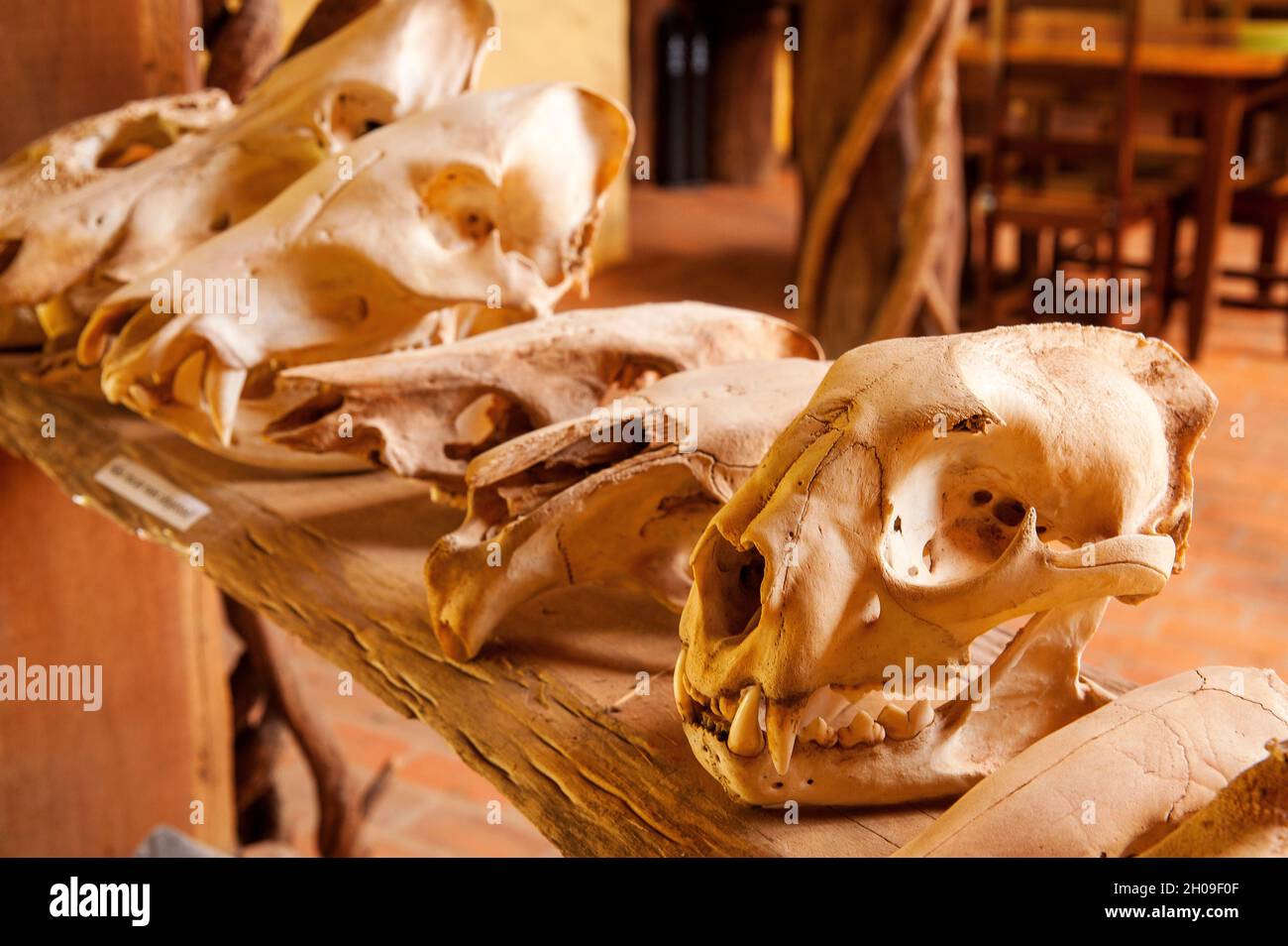 Skull of many especies of mammals from the brazilian fauna, Bonito, Mato Grosso do Sul, Brazil Stock Photo