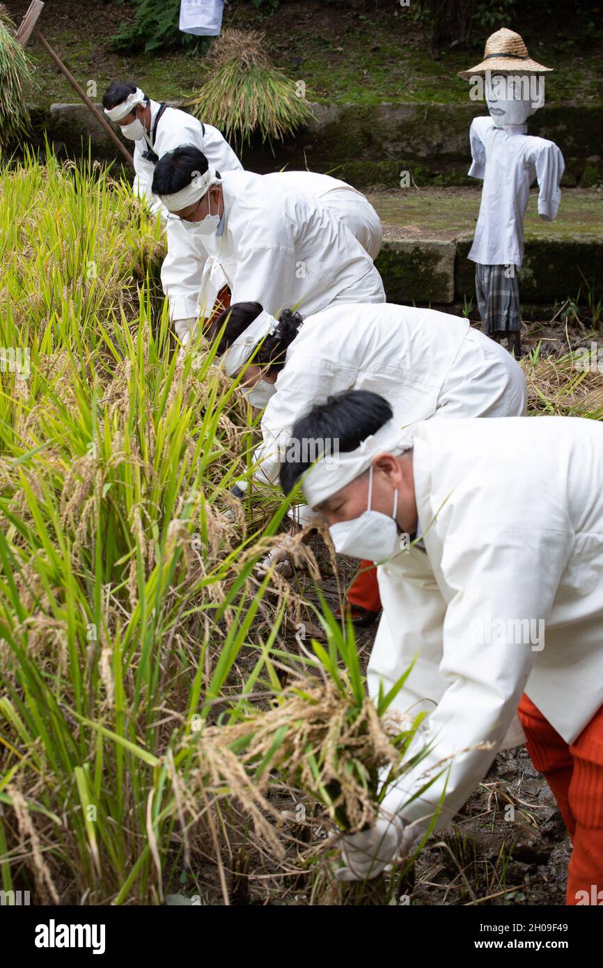 12th Oct, 2021. Rice harvesting at royal palace People dressed like ...