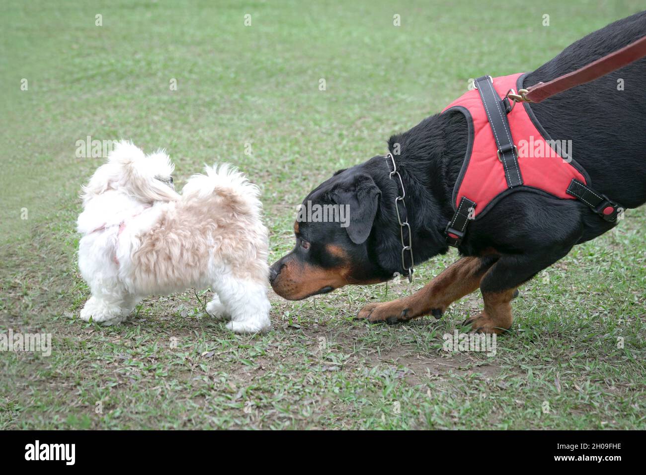 Rottweiler dog sniffing another small dog's butt rear end. Dog ...