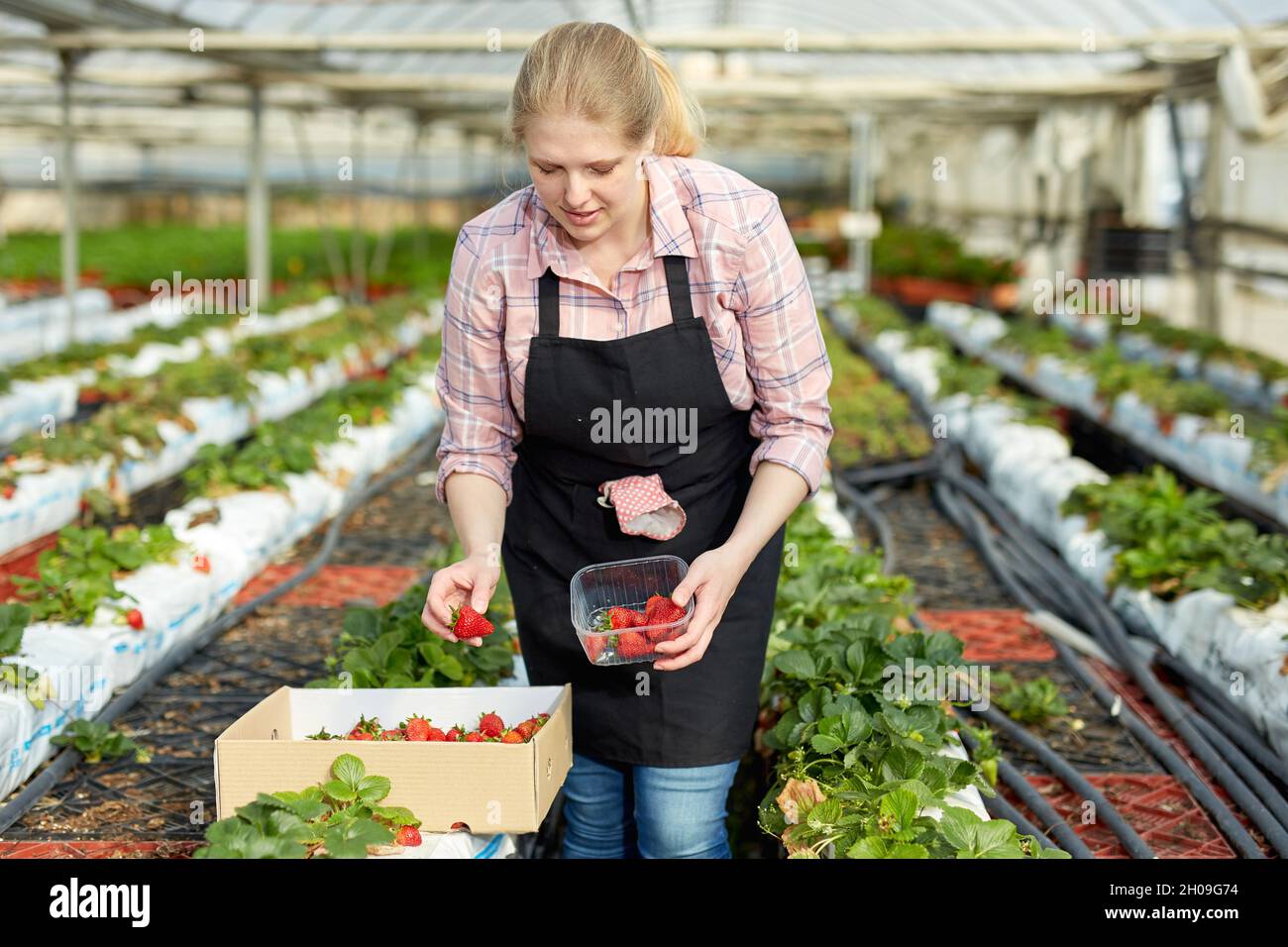 Woman picking strawberry in greenhouse Stock Photo - Alamy