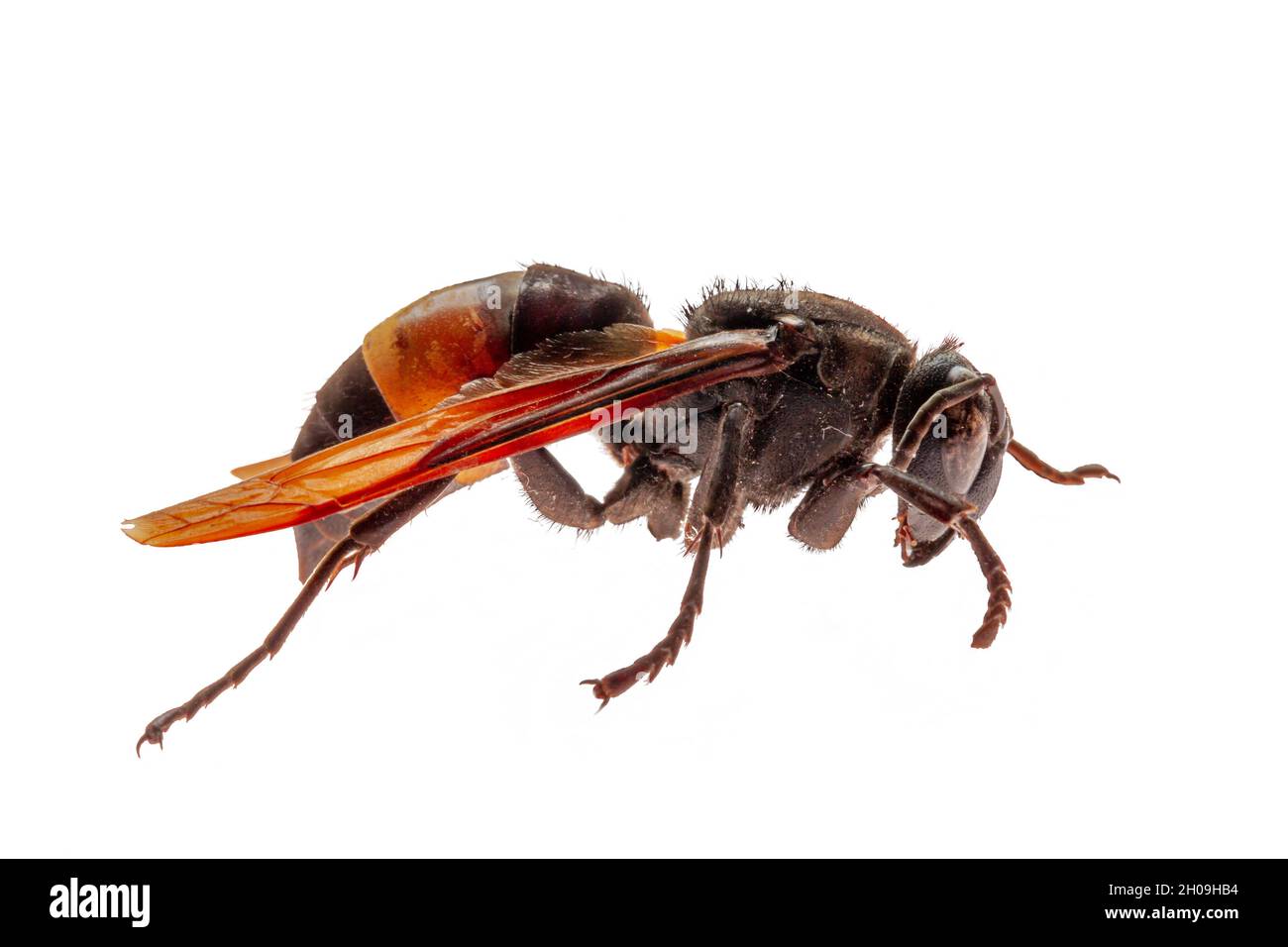 Side view of a brown and yellow house wasp, also known as the