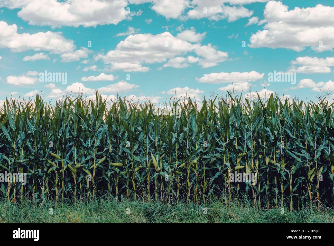 summer green field of corn growing up against blue sky with sun Stock ...
