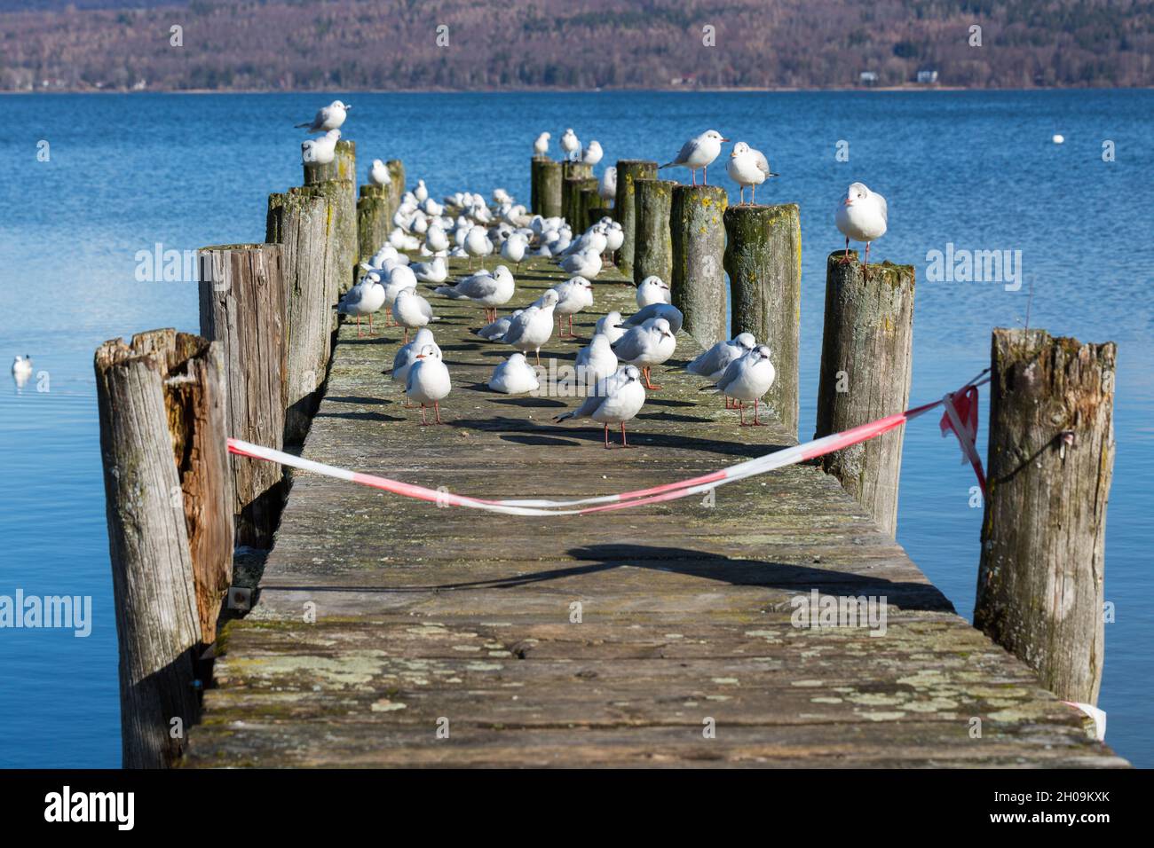 Sea gulls taking a break on a wooden pier at Ammersee lake. Stock Photo