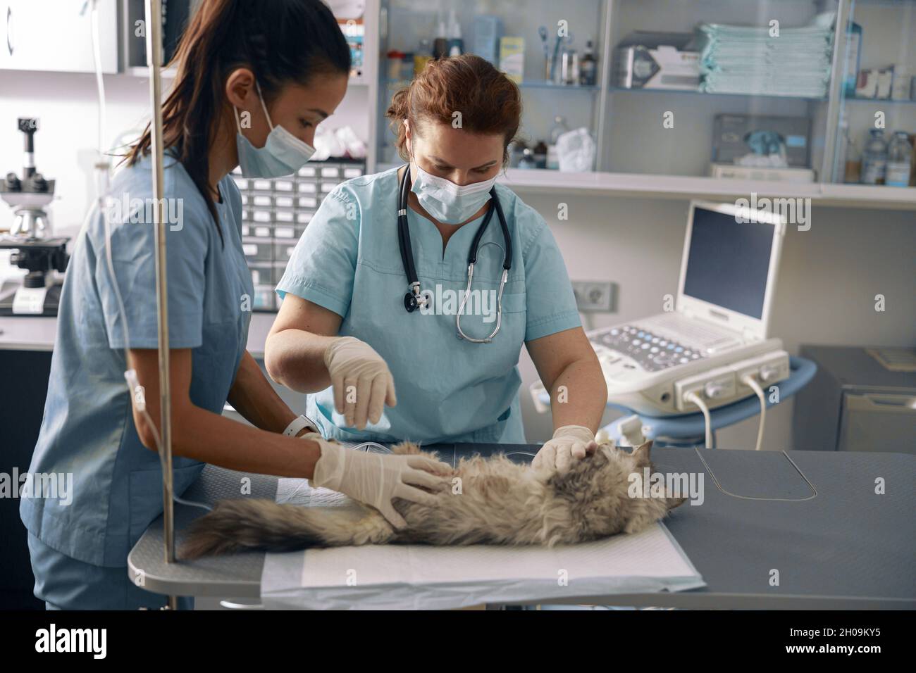 Veterinarian with intern take care of fluffy grey cat in modern hospital Stock Photo