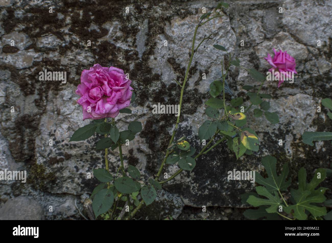 Blooming rose flowers growing beside the mossy stone wall Stock Photo