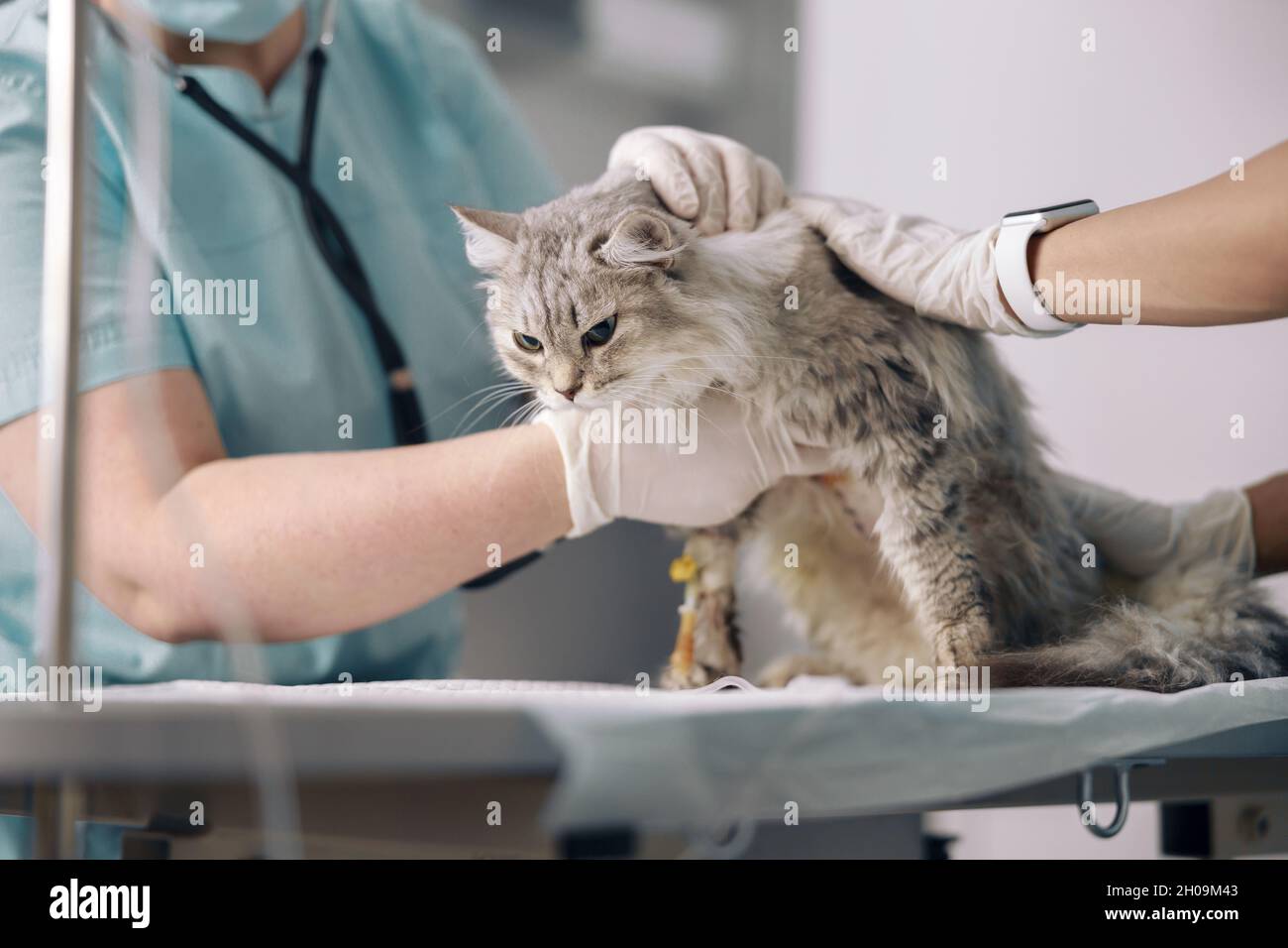 Veterinarians in latex gloves take care of ill cat on intravenous infusion in clinic Stock Photo
