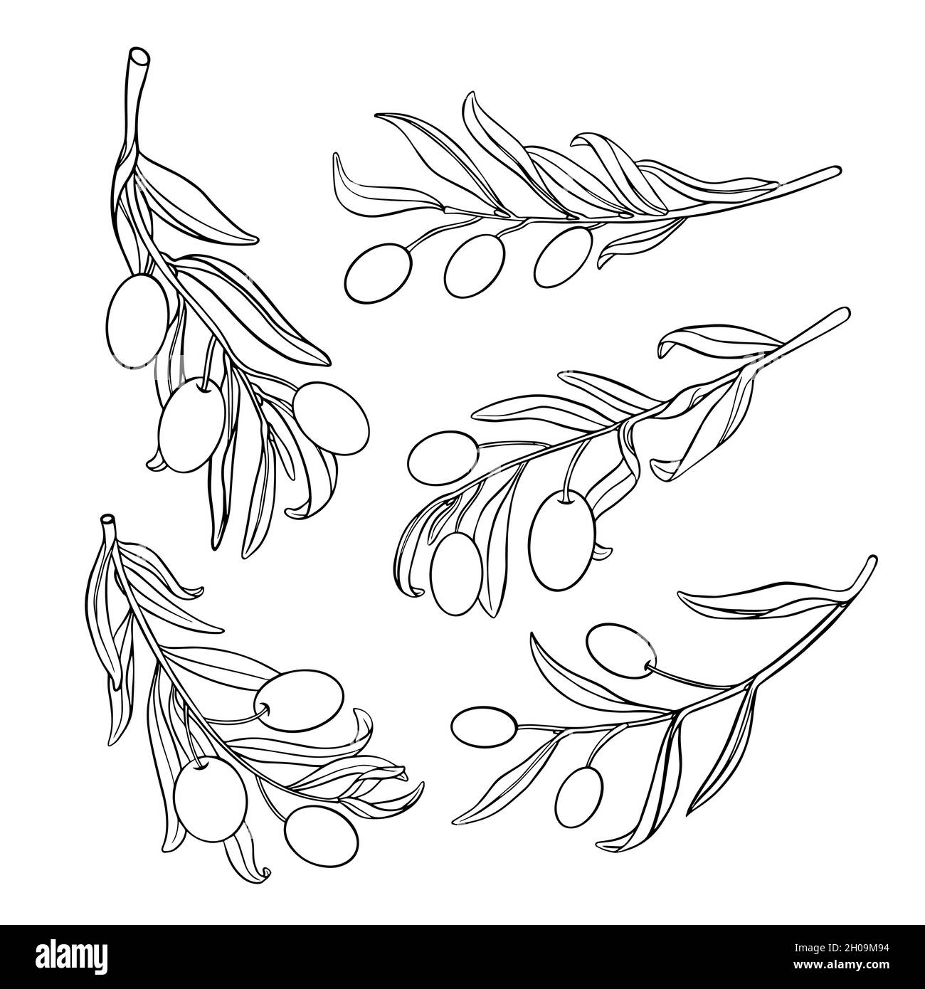 Olive branches in sketchy outline style isolated on white background