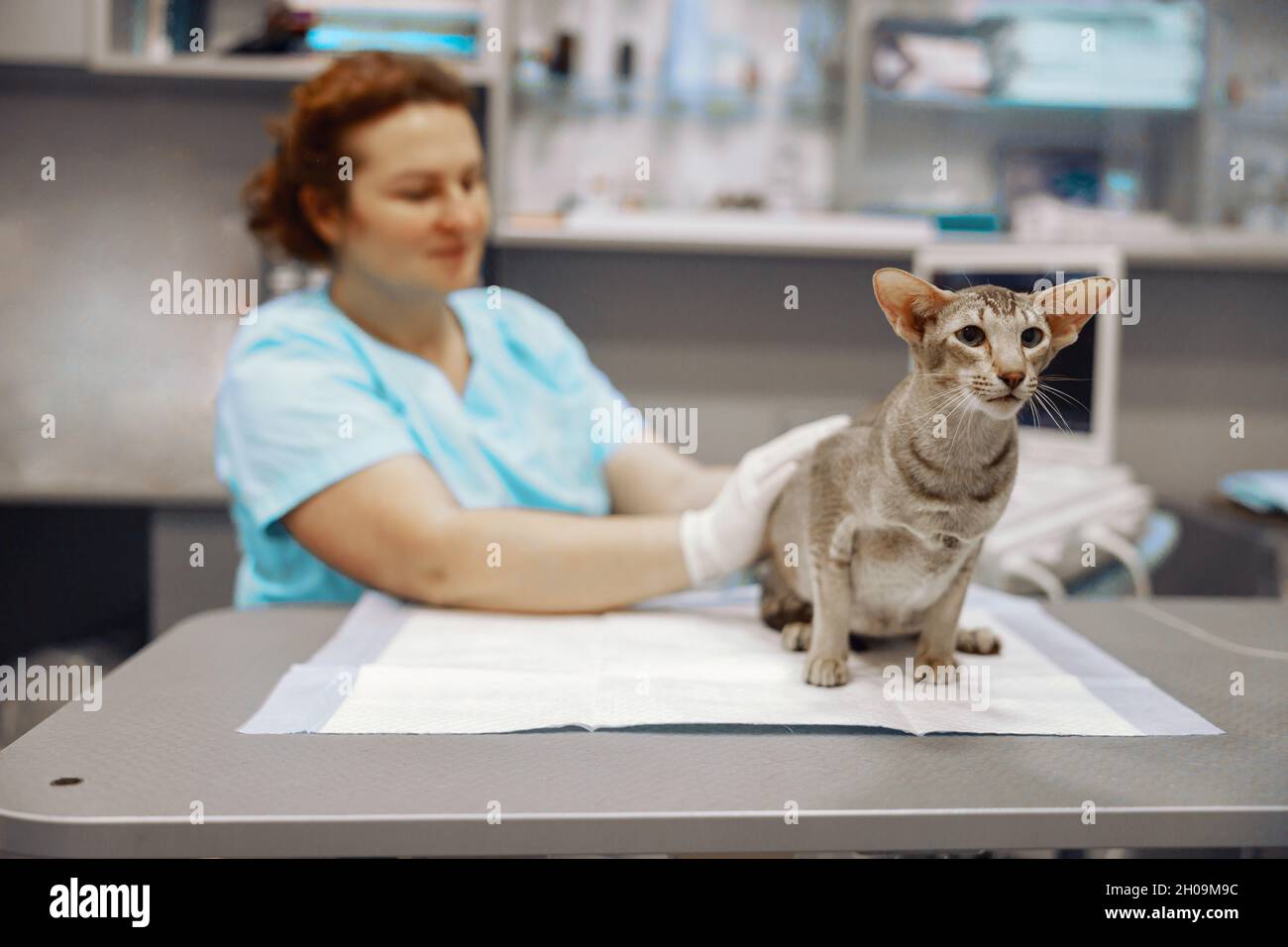 Veterinarian strokes grey cat sitting on table in modern clinic office Stock Photo