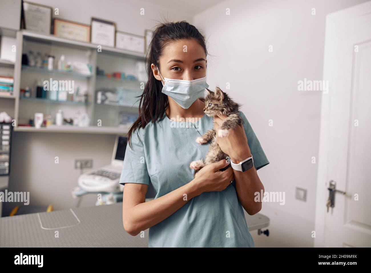 Asian veterinarian intern holds tabby kitten at appointment in hospital Stock Photo