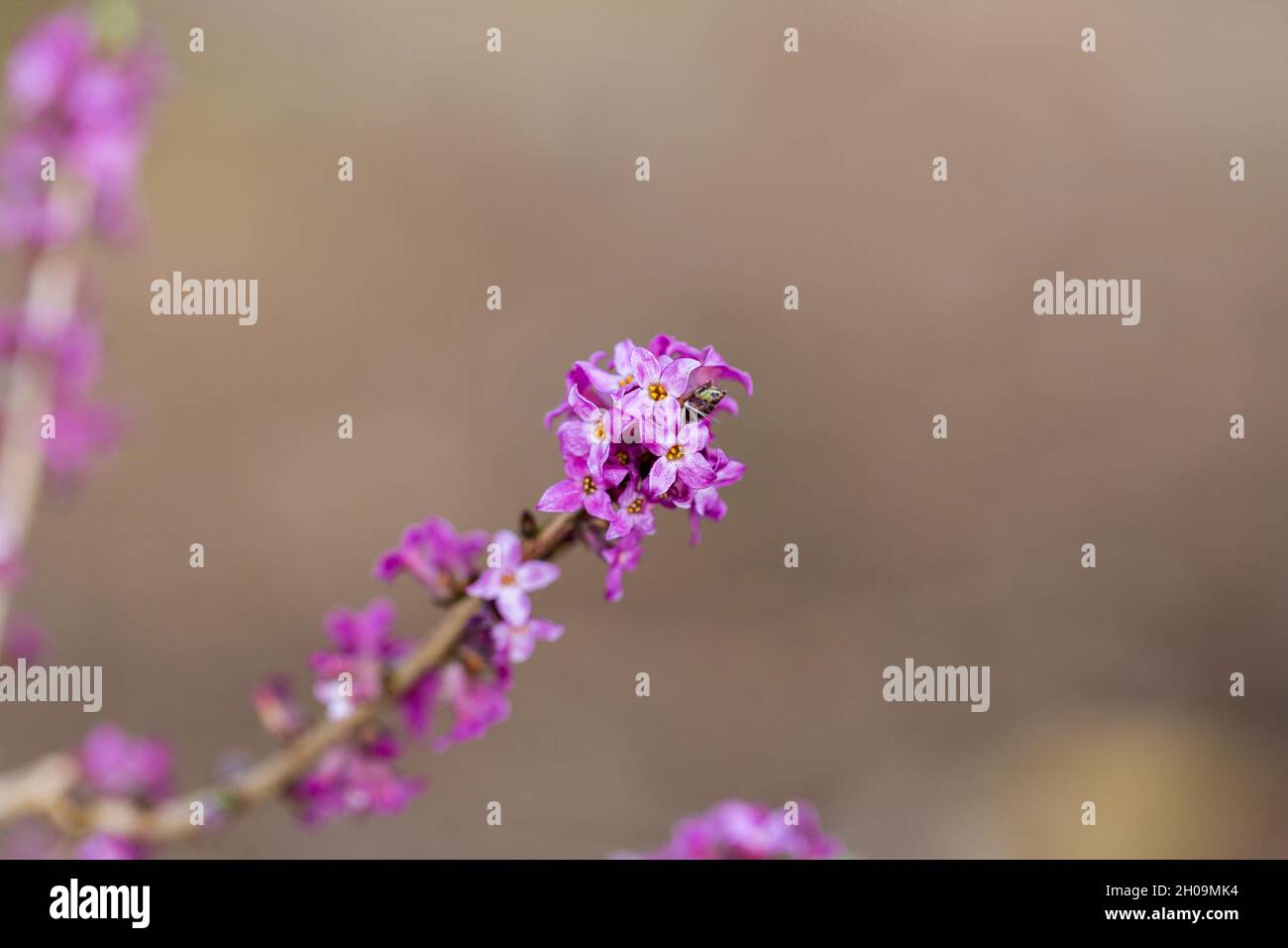 Close up of Daphne mezereum flower. Also known as Mezereum, February Daphne or Sprunge Laurel. Purple colored flower. Stock Photo