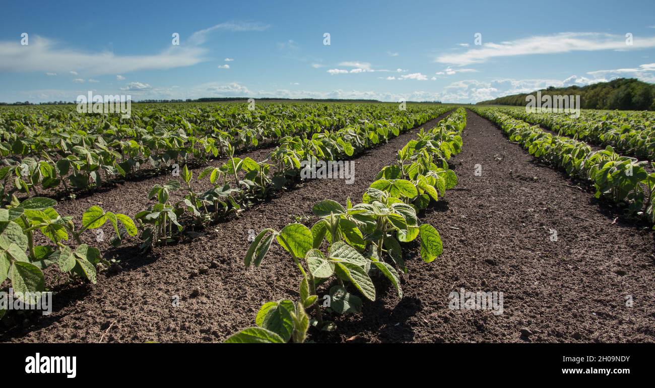 Soybean seedlings hi-res stock photography and images - Alamy
