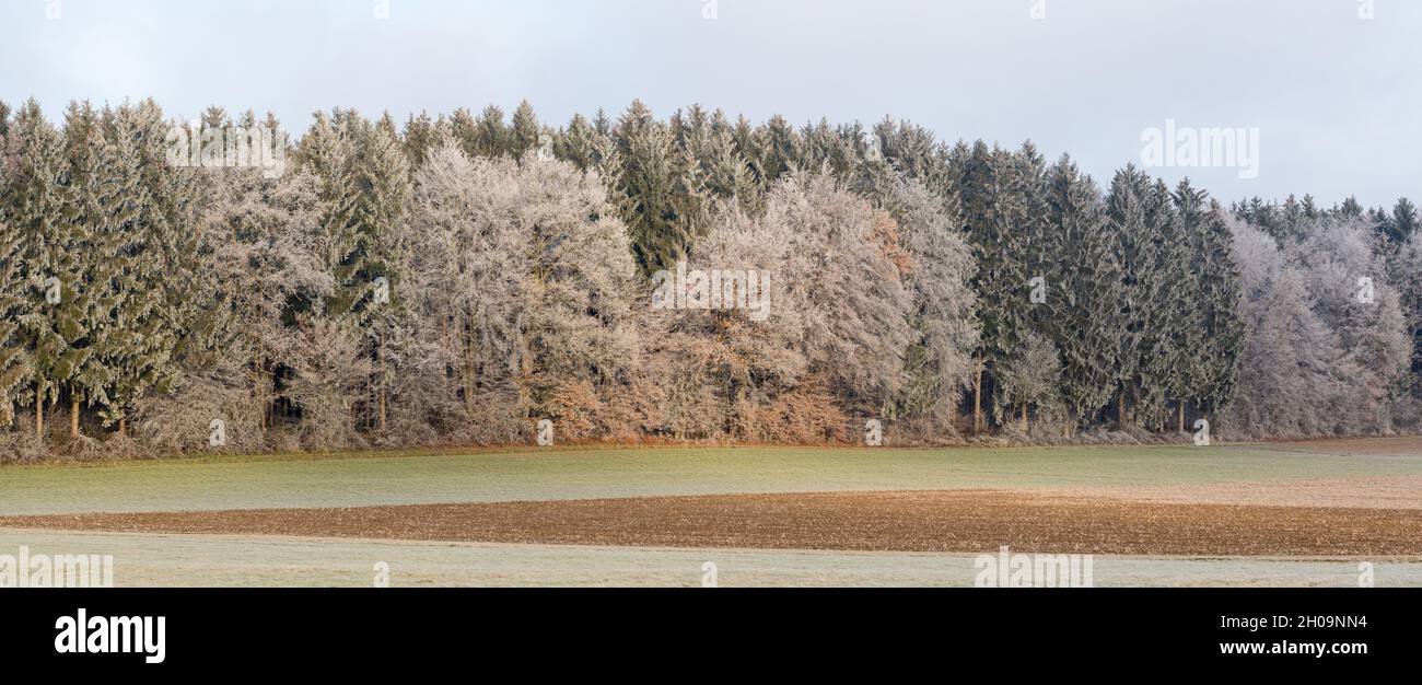Panorama of a mixed forest during winter. Partially covered with ice and snow. With both conifer and deciduous trees. Stock Photo