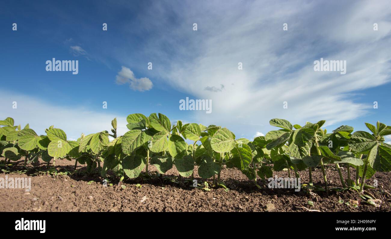 Soybean seedlings hi-res stock photography and images - Alamy