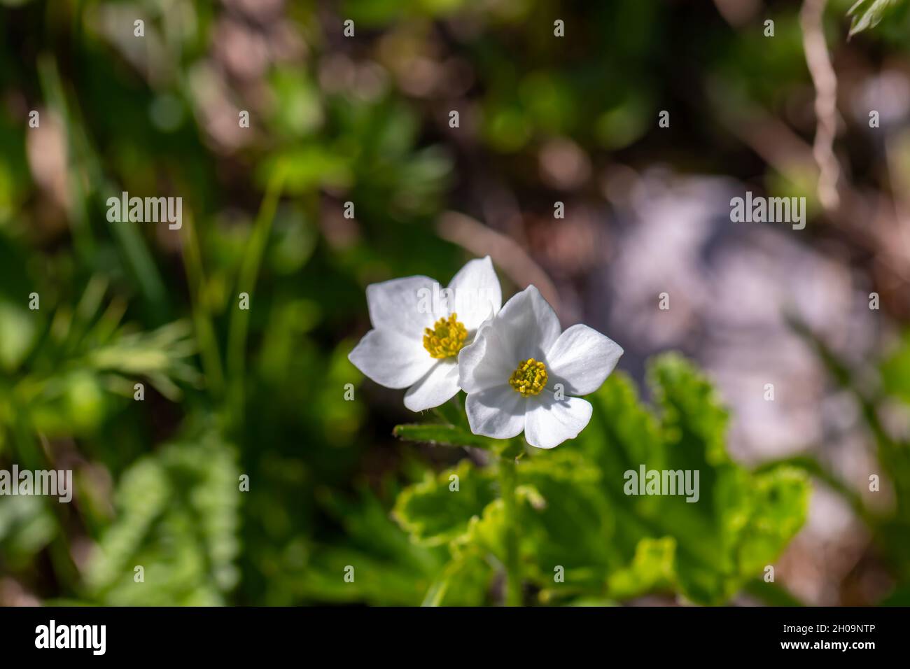 Anemonastrum narcissiflorum flower growing in mountains, macro Stock Photo