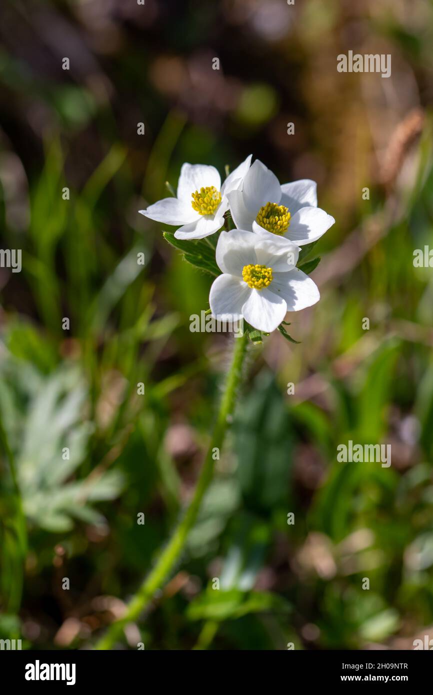 Anemonastrum narcissiflorum flower growing in mountains, close up Stock Photo